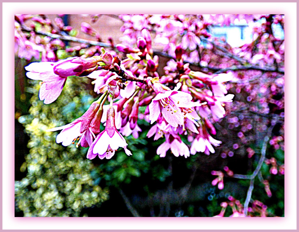 Cherry Blossom  1 by beryl