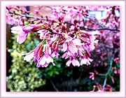 22nd Feb 2016 - Cherry Blossom  1