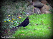 21st Feb 2016 - Blackbird on the lawn