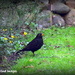 Blackbird on the lawn by rosiekind