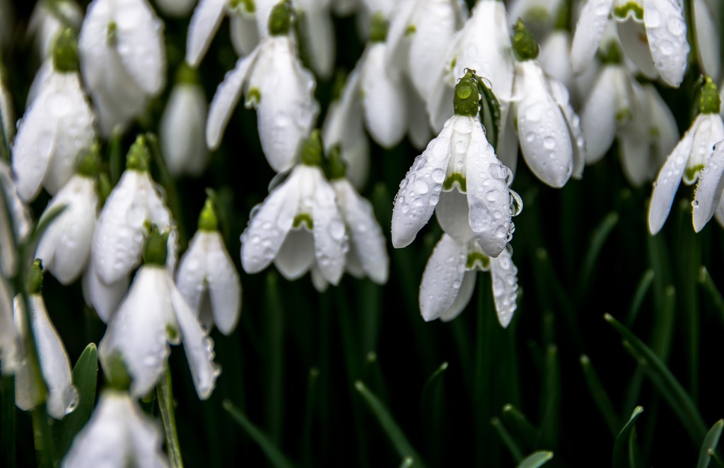 Raindrops on snowdrops by inthecloud5