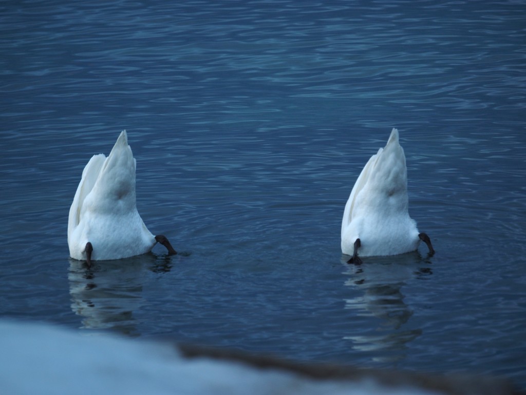 Synchronized Bottoms Up! by selkie