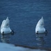 Synchronized Bottoms Up! by selkie