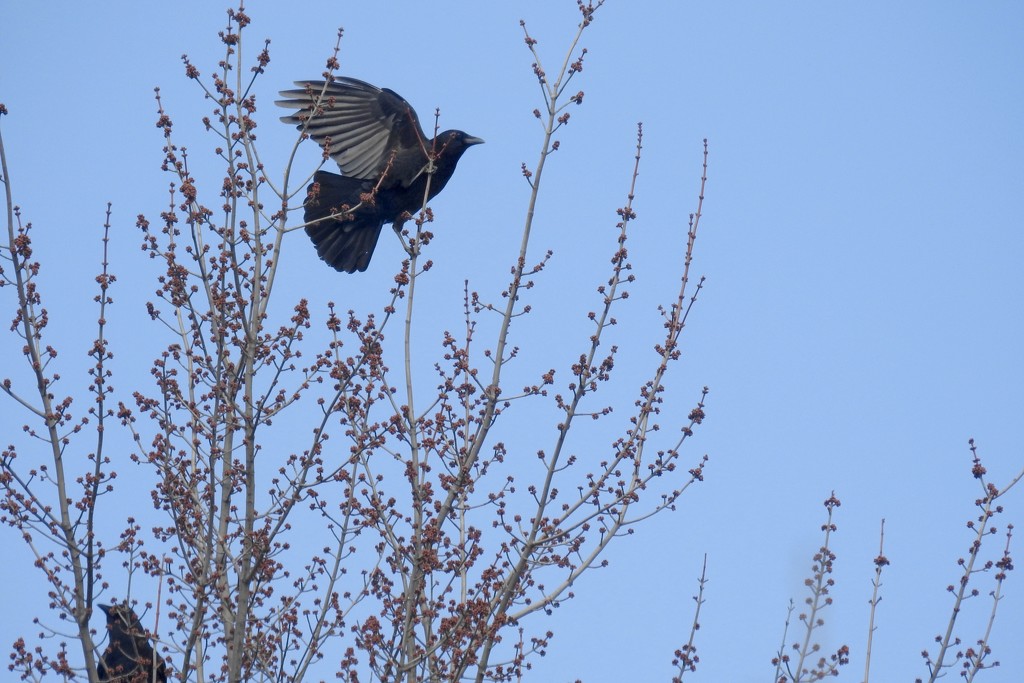 as the crow flies by amyk