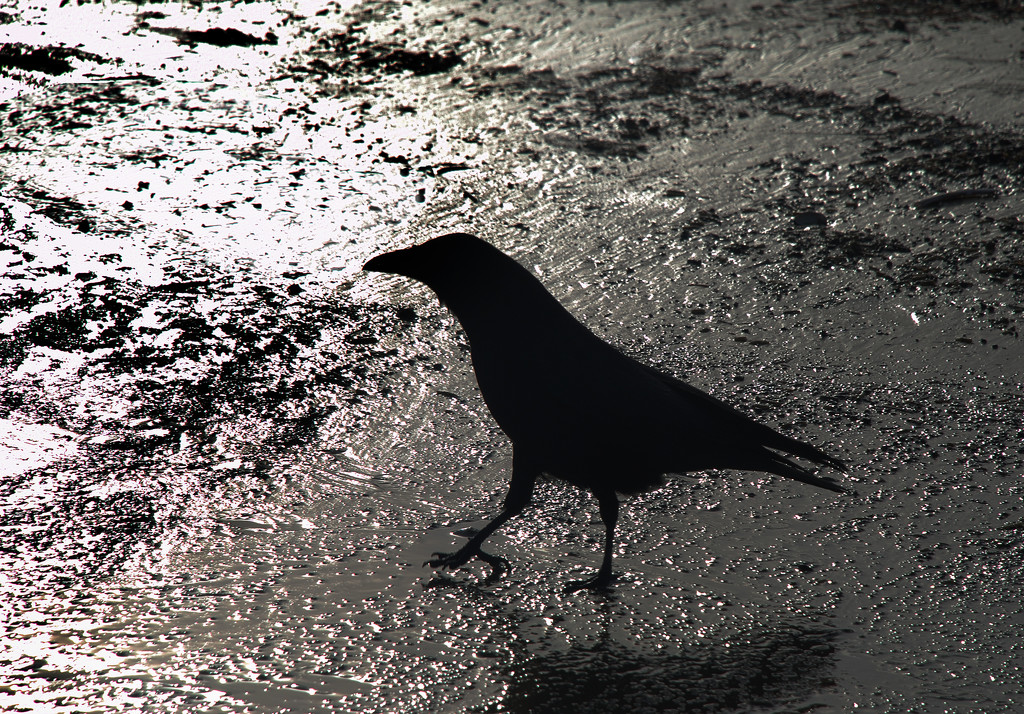 One Black Crow by davidrobinson