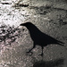 One Black Crow by davidrobinson