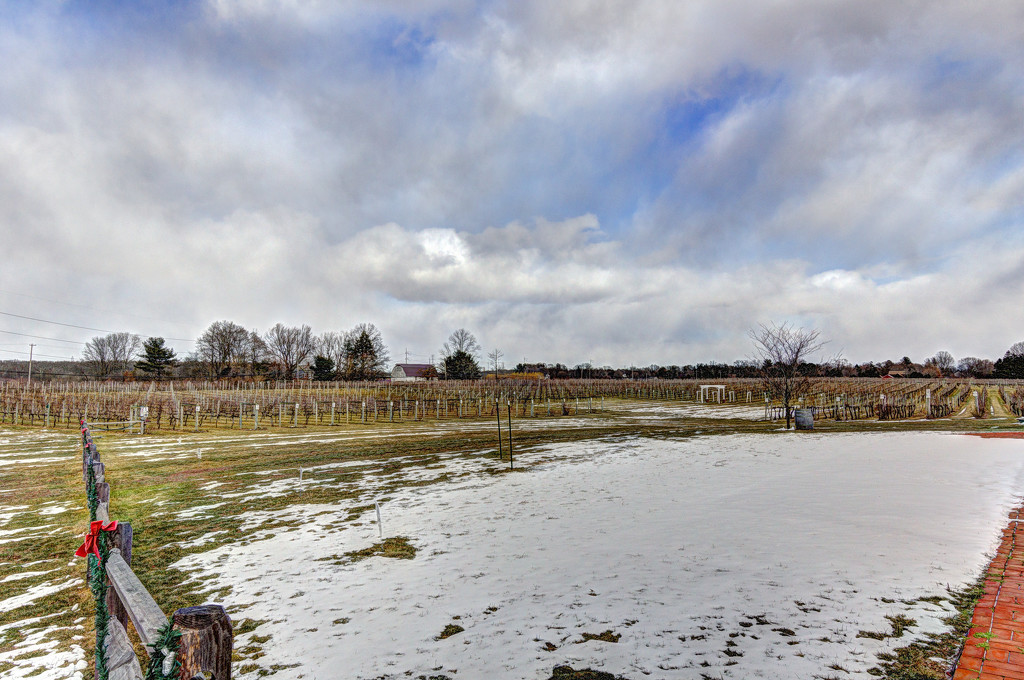 Snowy Vineyard by swchappell