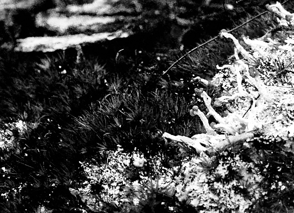 strange little lichens by francoise