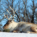 Resting Caribou_106:365 by gaylewood