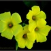 Mellow Yellow... by soylentgreenpics