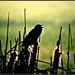 Blackbird Singing In The Dead Of Night... by soylentgreenpics