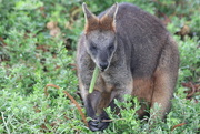 22nd Feb 2016 - Pine needle munching wallaby