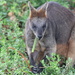 Pine needle munching wallaby by gilbertwood
