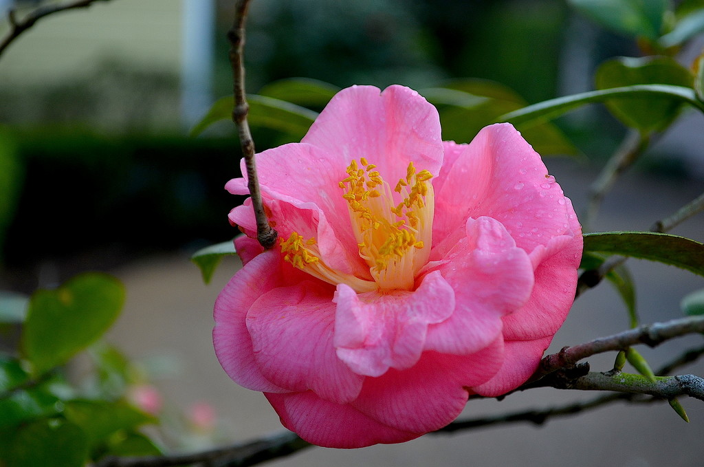Another incredible camellia.  I want to capture as many images as possible before they are gone. by congaree