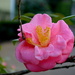 Another incredible camellia.  I want to capture as many images as possible before they are gone. by congaree