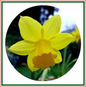 22nd Feb 2016 - Daffodil