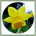Daffodil by beryl