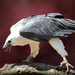 Sea eagle by flyrobin