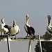 Pelicans by leestevo