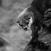 sea otter #242 by ricaa