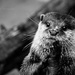 sea otter III #244 by ricaa