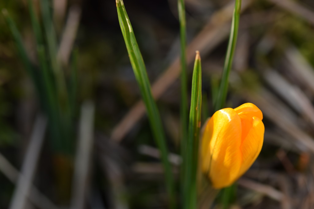 sunshine on a crocus flower by christophercox