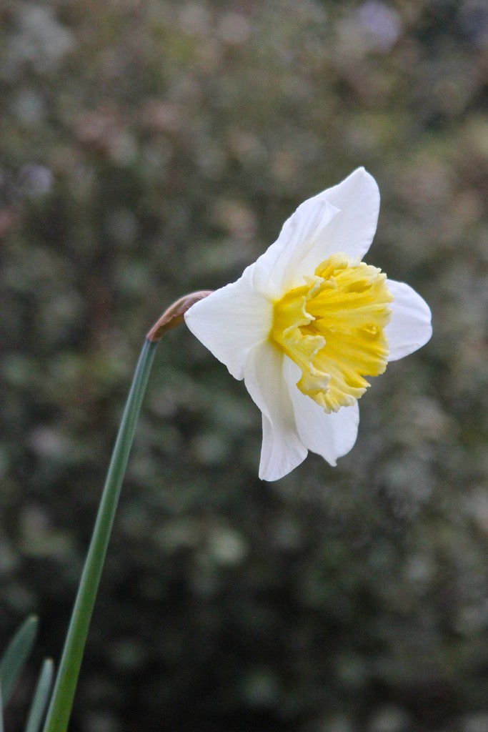 The lowly daffodil by jamibann