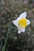 21st Feb 2016 - The lowly daffodil