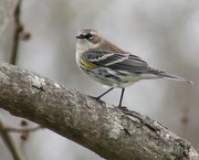 22nd Feb 2016 - Yellow-rumped Warbler