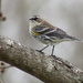 Yellow-rumped Warbler by cjwhite