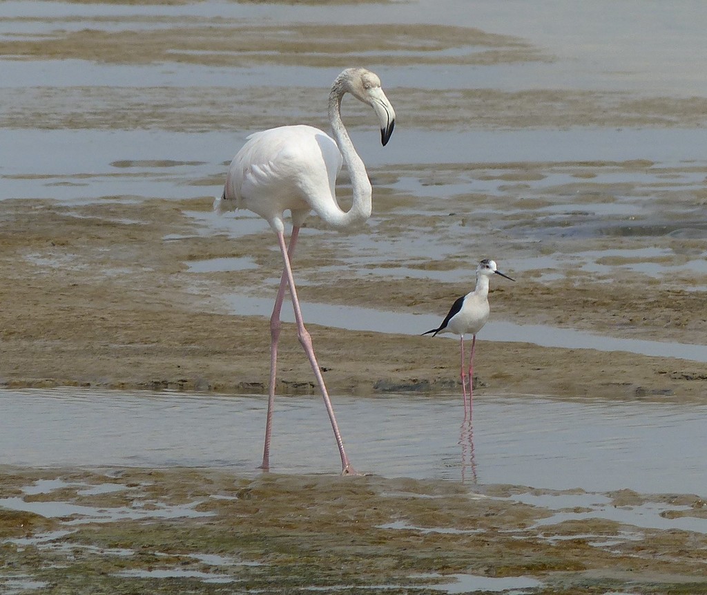 Greater Flamingo and Black winged Stilt  by susiemc