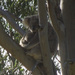 mamma love by koalagardens