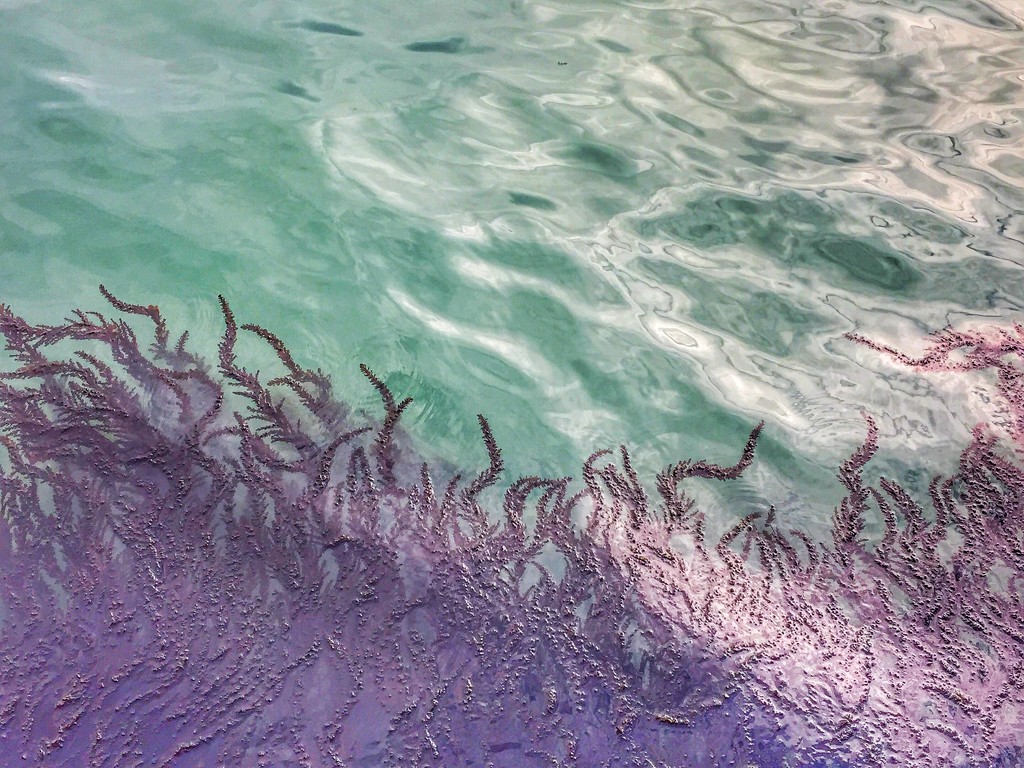 Dancing seaweeds by cocobella
