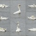 Swan Dance by bulldog