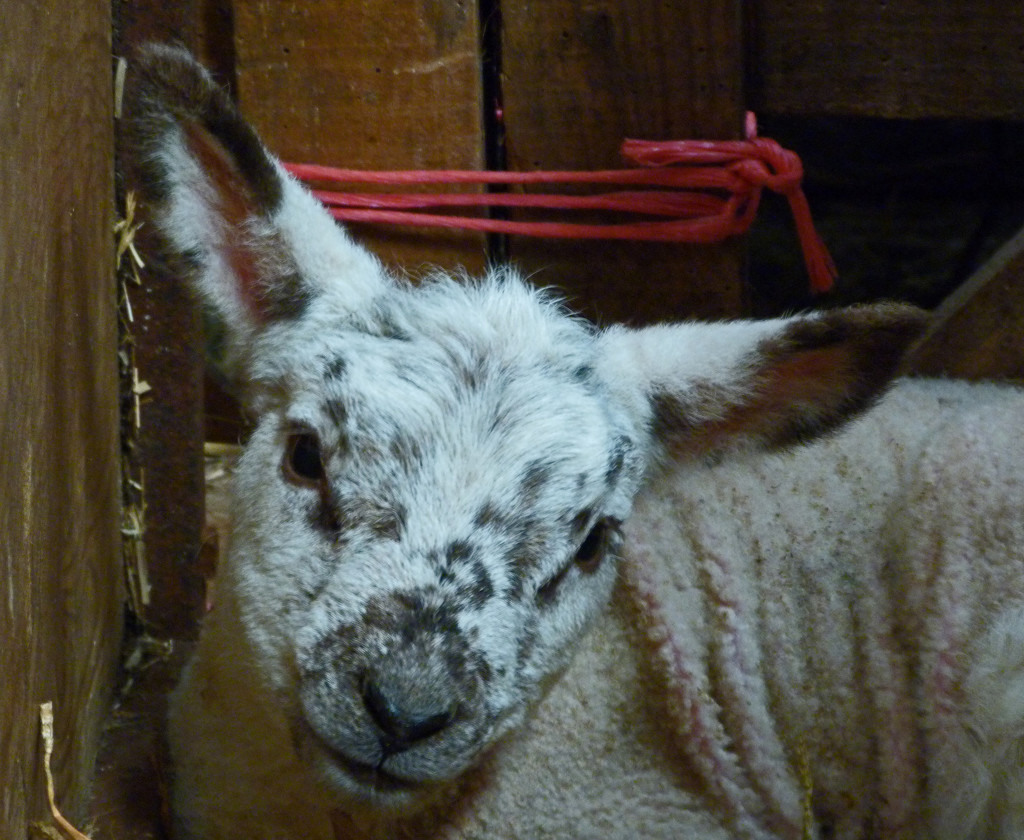 Lamb by shirleybankfarm