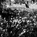 Spring among the graves by pistache