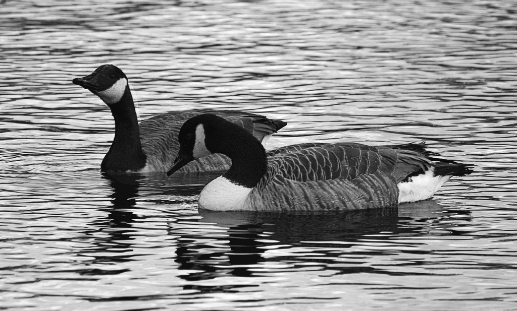 Two Canada Geese by davidrobinson