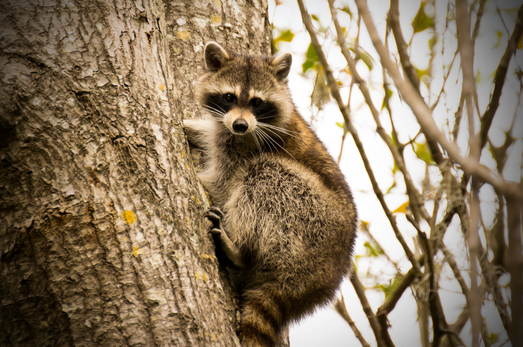 Raccoon sliding down the tree! by rickster549