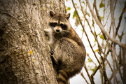 22nd Feb 2016 - Raccoon sliding down the tree!