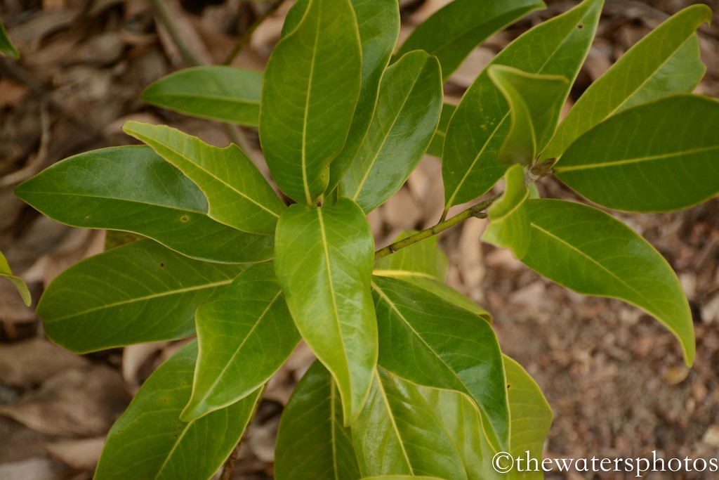 Southern Magnolia leaves by thewatersphotos