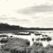 Wetlands by lsquared
