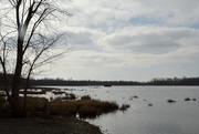 22nd Feb 2016 - Horseshoe Lake State Park - Alternate