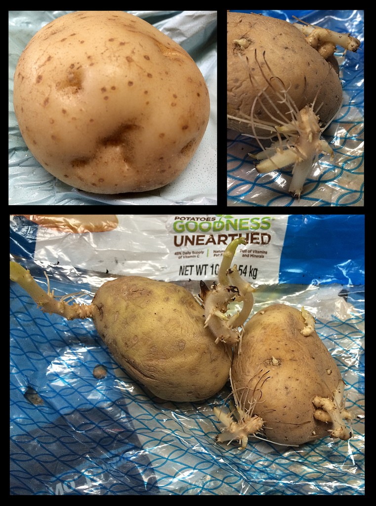 Potatoes for dinner! by homeschoolmom