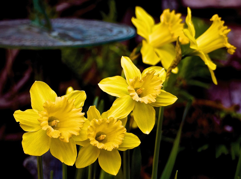 Cheery Golden Daffodils by redy4et