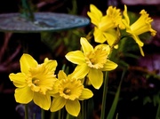 22nd Feb 2016 - Cheery Golden Daffodils
