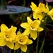 Cheery Golden Daffodils by redy4et
