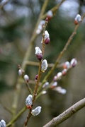 21st Feb 2016 - Willow's buds