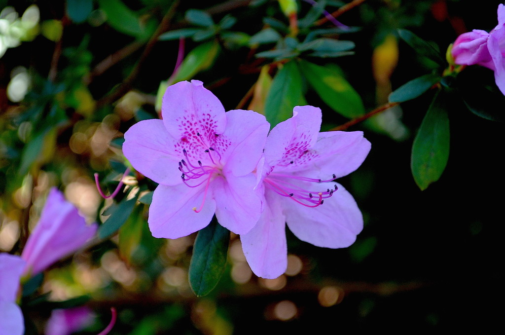 Azaleas are starting to bloom here now, about three weeks earlier than usual.  by congaree