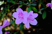 23rd Feb 2016 - Azaleas are starting to bloom here now, about three weeks earlier than usual. 