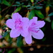 Azaleas are starting to bloom here now, about three weeks earlier than usual.  by congaree